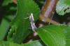 Argyresthia sp.